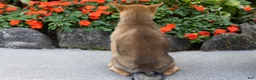 Shiba Inu dogs for sale: Brent  - Ad 4