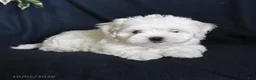 Maltese dogs for sale: Fufu - Ad 3