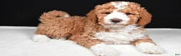 Mini Goldendoodle dogs for sale: Ethan - Ad 3