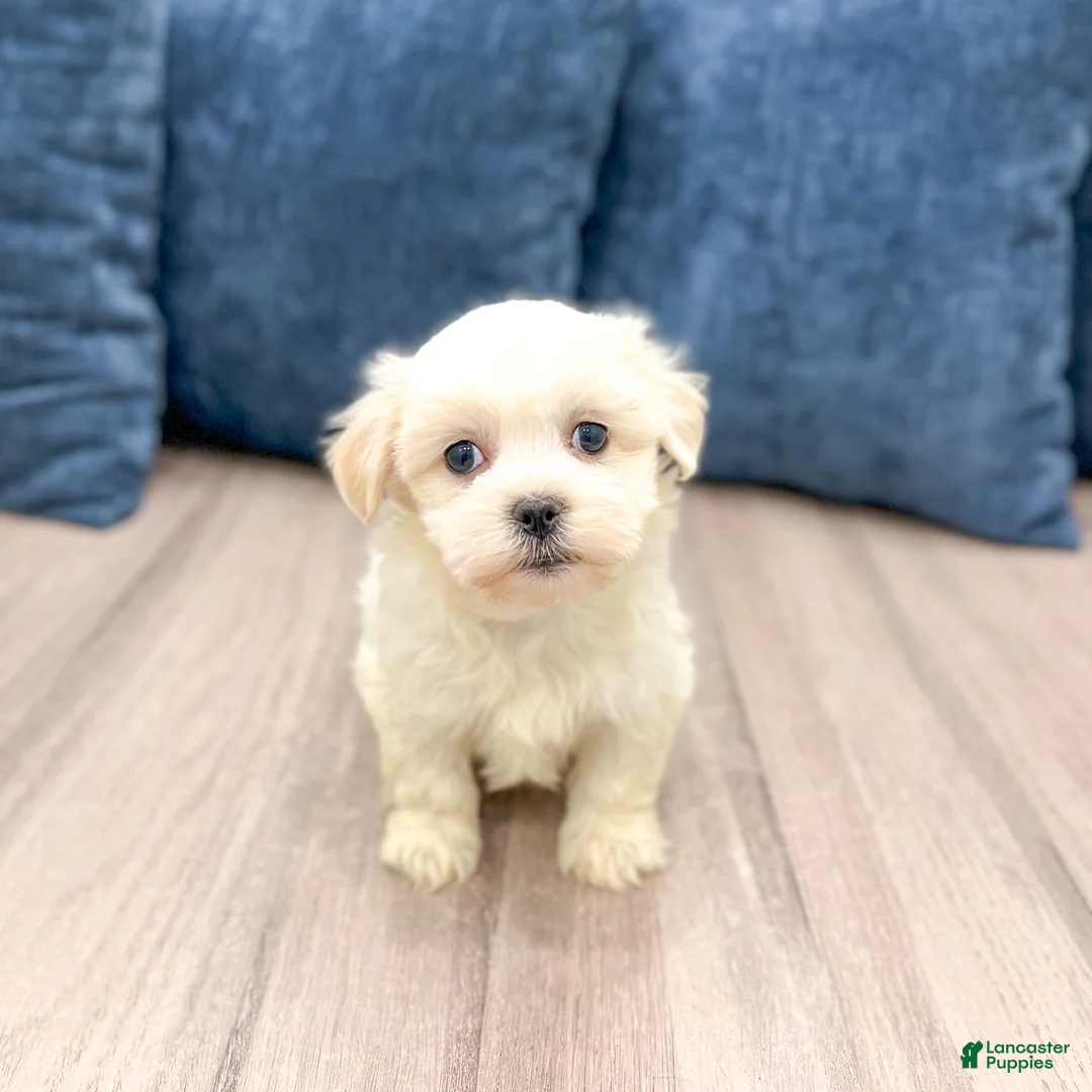 Havanese dogs for sale: Heidi - Ad 3