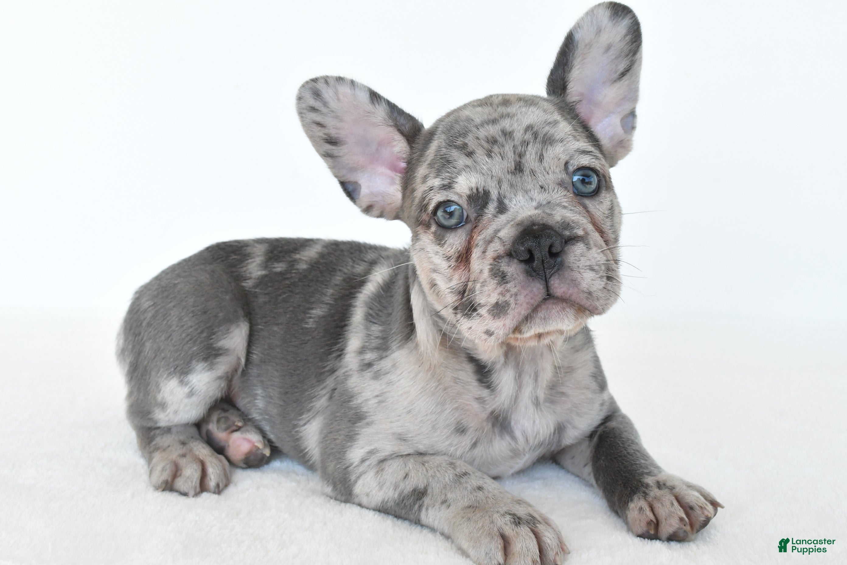 French Bulldog dogs Boomer - Ad 1