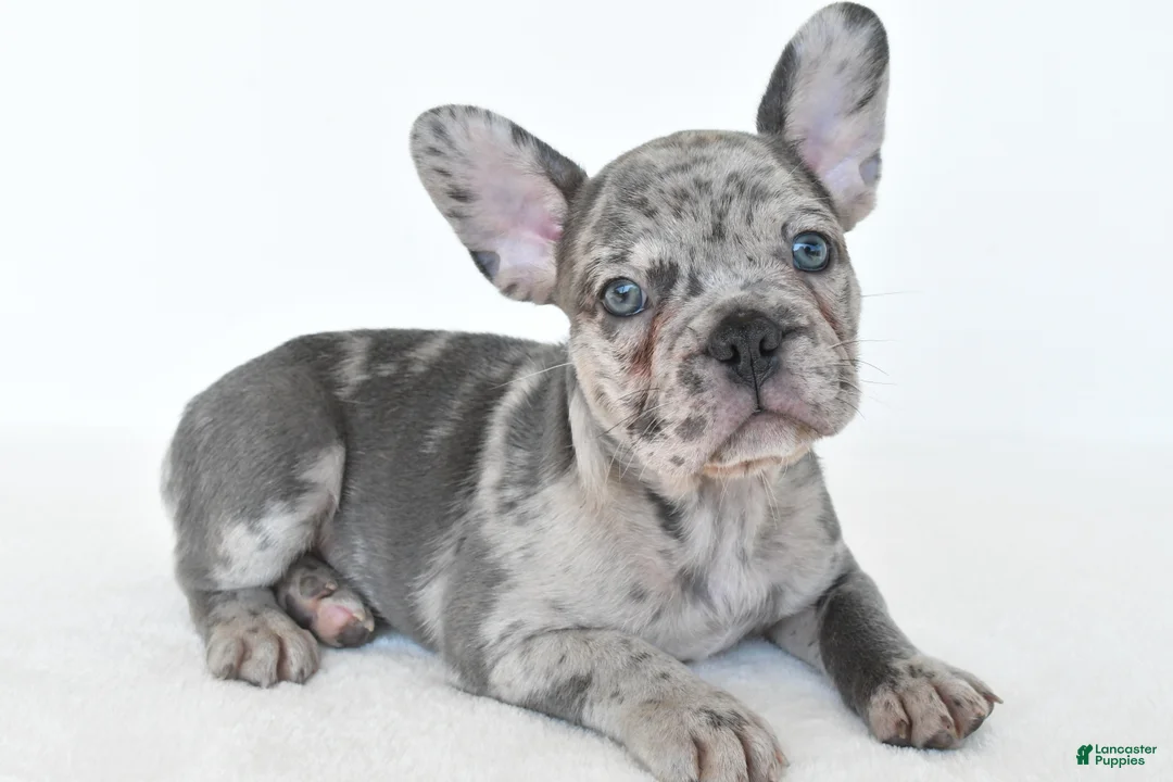 French Bulldog dogs for sale: Boomer - Ad 1