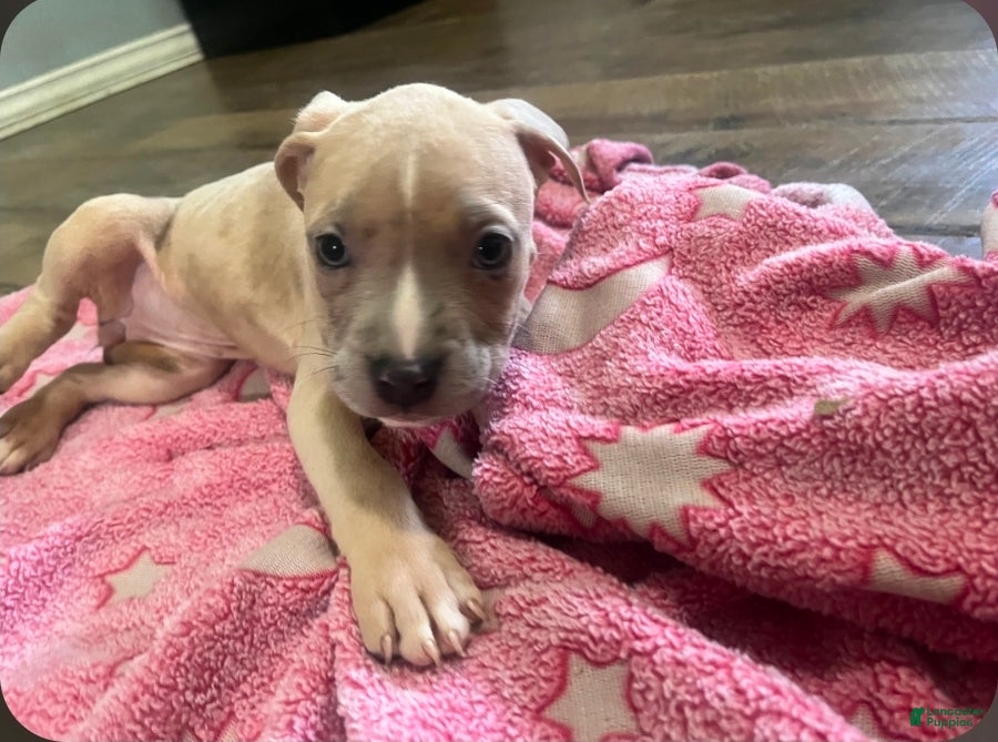 American Pit Bull Terrier dogs for sale: American Pit Bull Terrier 5 - Ad 1