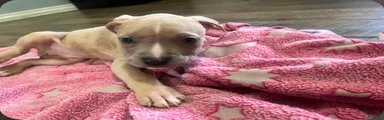 American Pit Bull Terrier 5