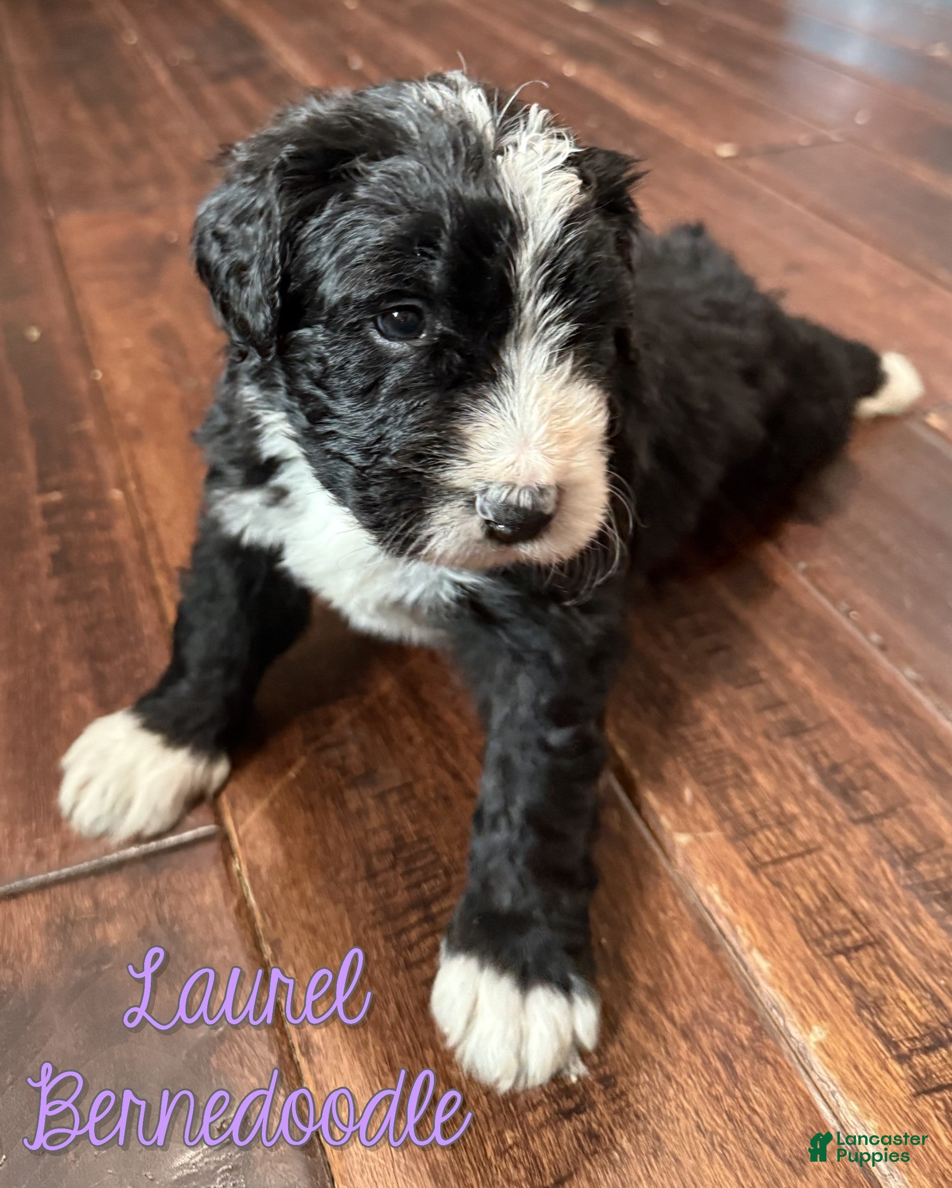 Bernedoodle dogs Laurel - Ad 30