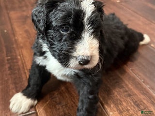 Bernedoodle dogs Laurel - Ad 9