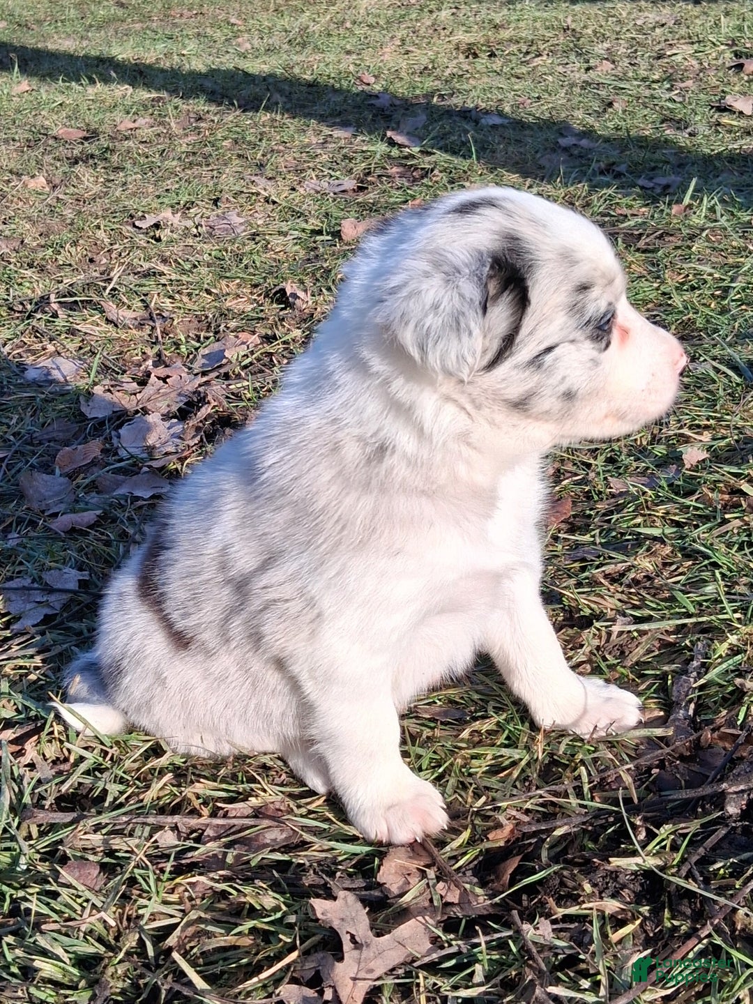 Border Collie dogs for sale: Rocky  - Ad 2