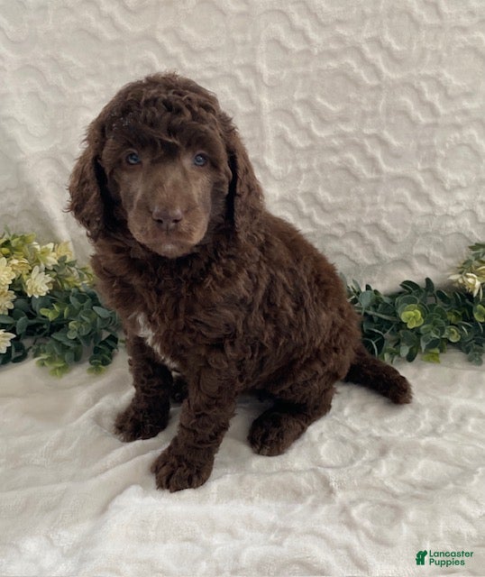 Standard Poodle dogs Krystal- genetic clear - Ad 27