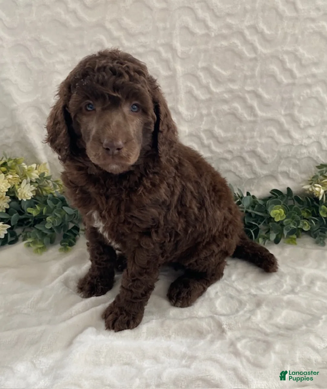 Standard Poodle dogs for sale: Krystal- genetic clear - Ad 1