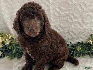 Standard Poodle dogs Krystal- genetic clear - Ad 27
