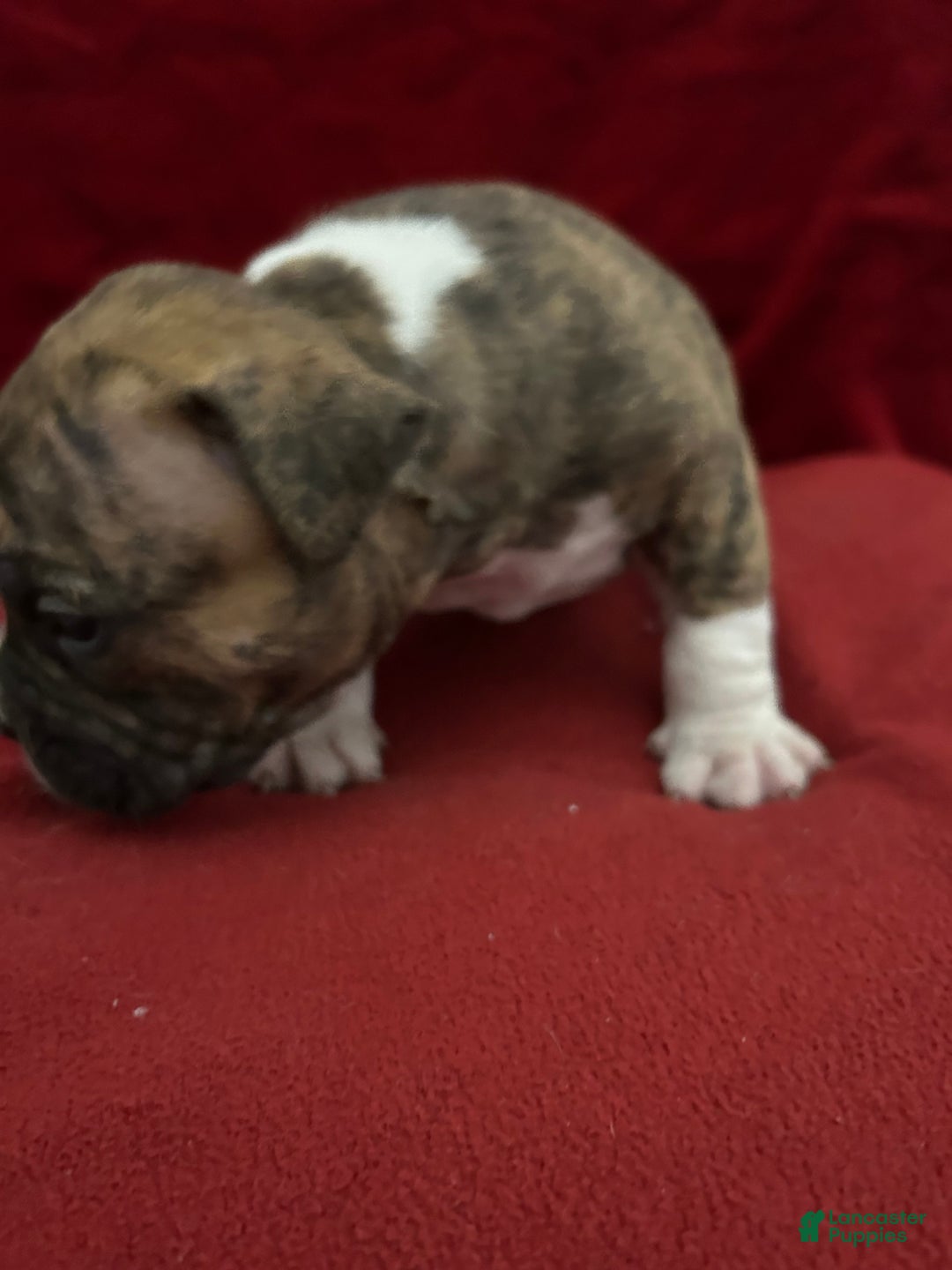 American Bully dogs for sale: American Bully Puppy 3 - Ad 7