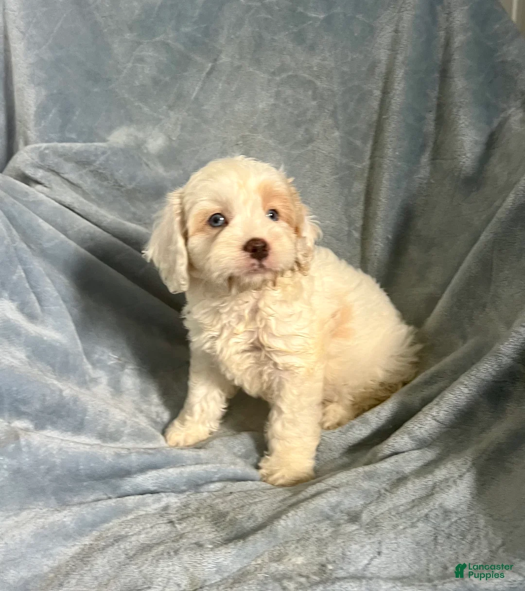 Cavapoo dogs for sale: Scotty Boy-Cavapoo  - Ad 1