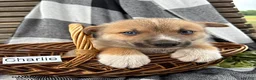 Pomsky dogs for sale: Charlie - Ad 2