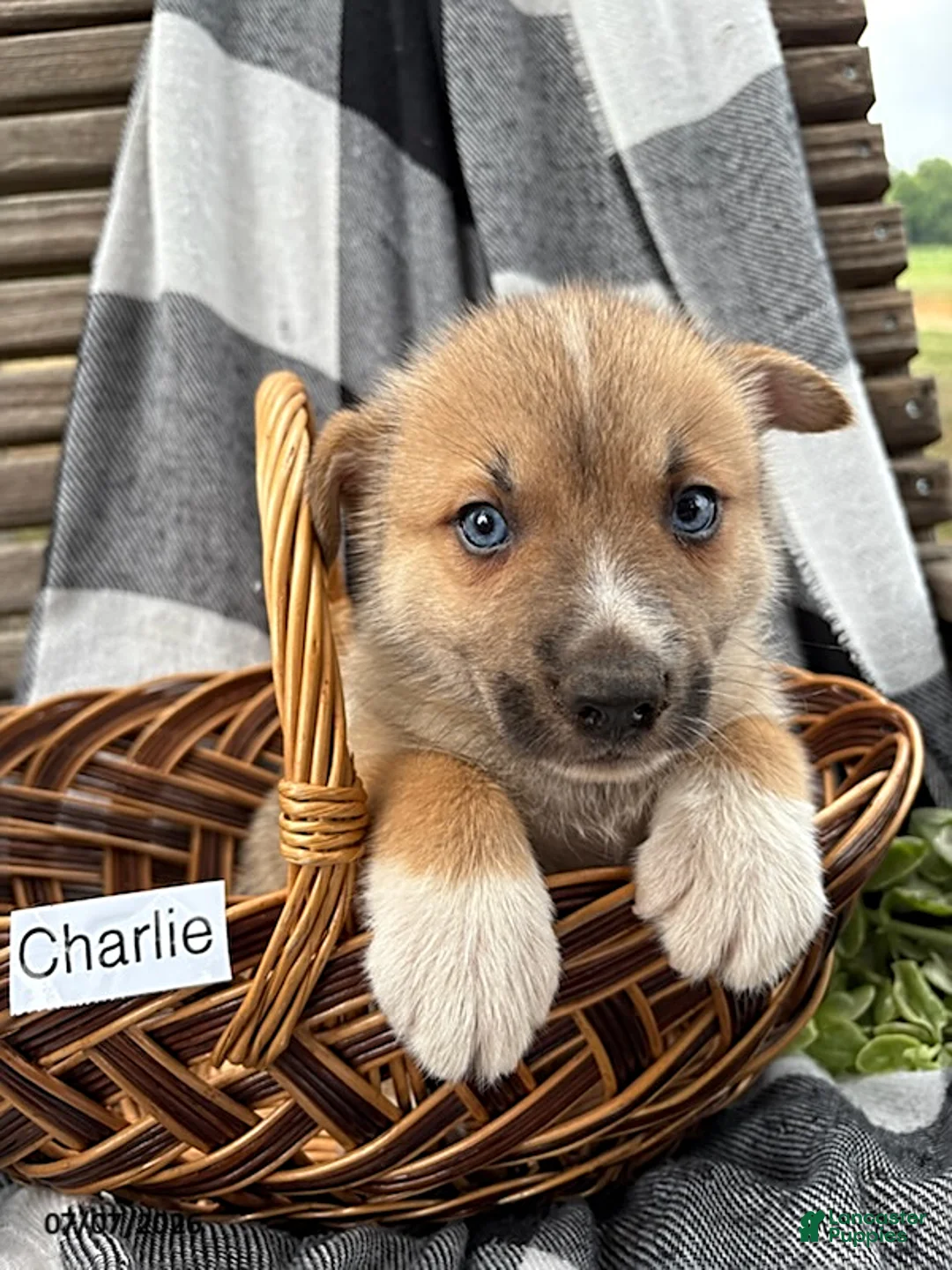 Pomsky dogs for sale: Charlie - Ad 2