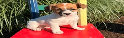 Jack Russell Terrier dogs for sale: Butternut - Ad 1
