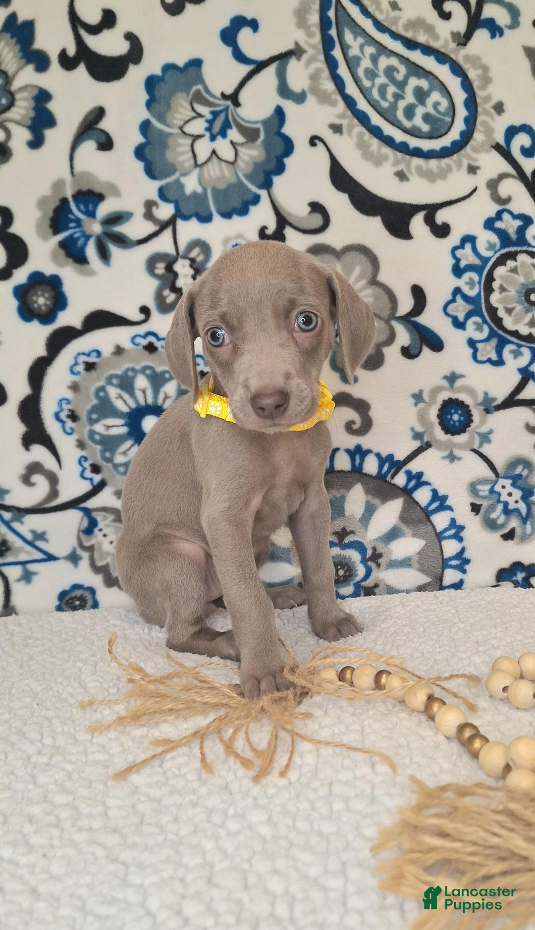 Weimaraner dogs for sale: Diamond - Ad 9