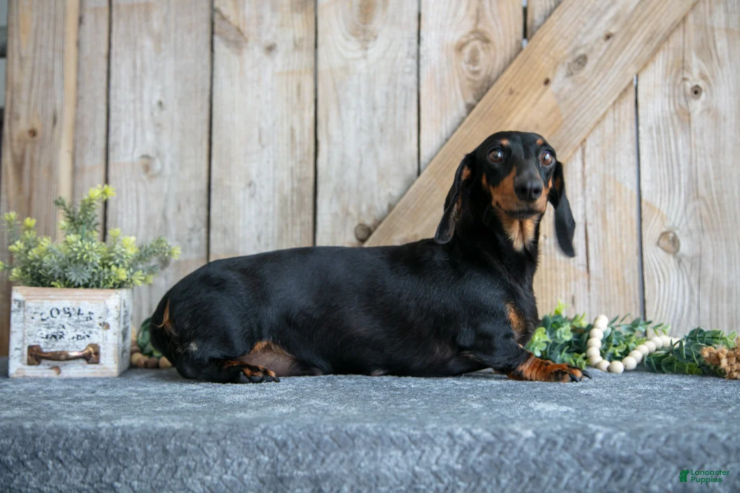 Miniature Dachshund dogs for sale: Cassie - Ad 4