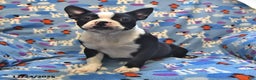 Boston Terrier dogs for sale: Molly - Ad 3