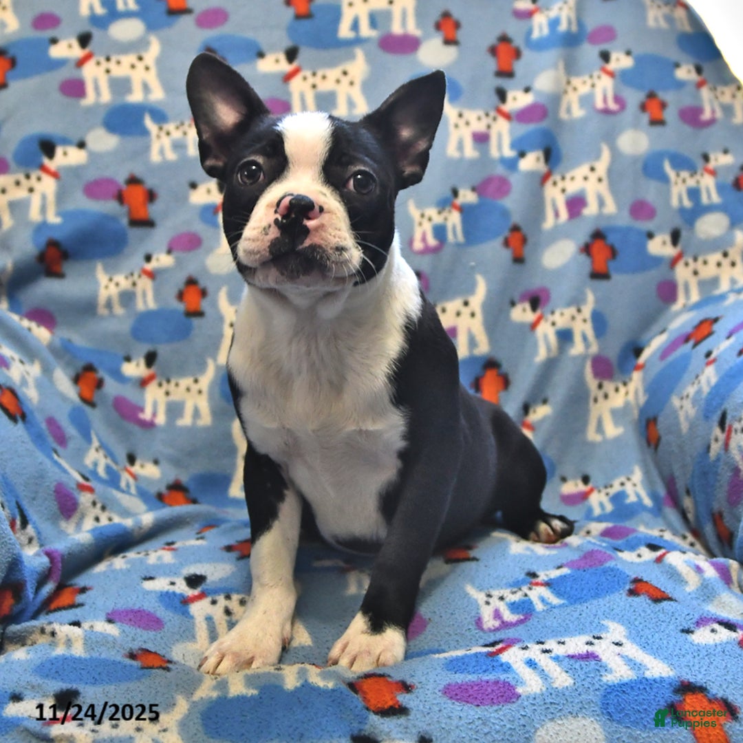 Boston Terrier dogs for sale: Molly - Ad 3