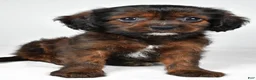 Mixed Breed dogs for sale: Arlin - Ad 5
