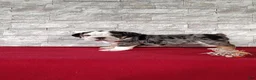 Beabull dogs for sale: Romeo - Ad 6