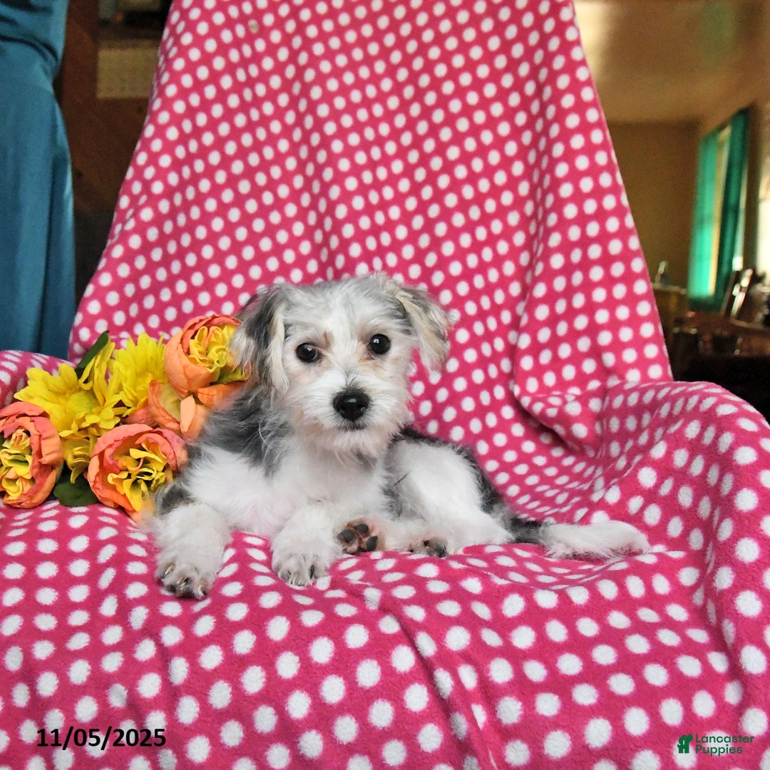 Morkie dogs for sale: Miles - Ad 2