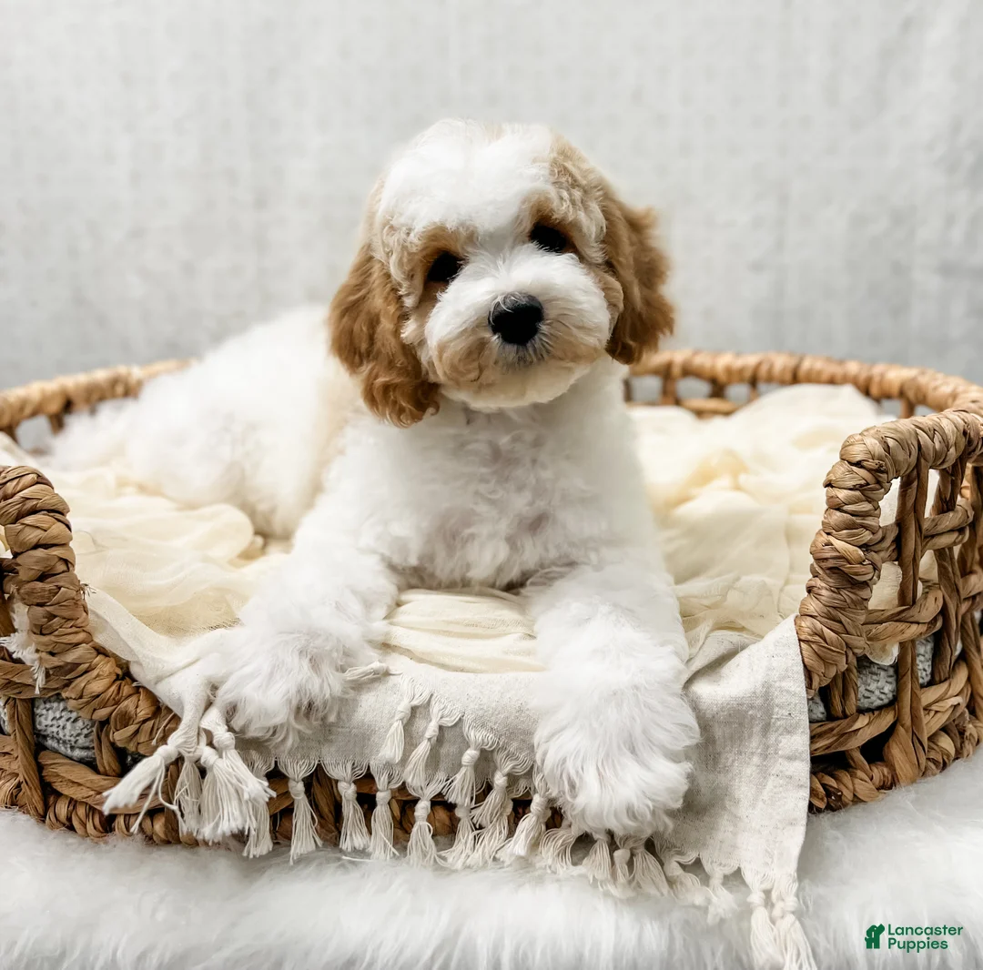 Cavapoo dogs for sale: River - Ad 1