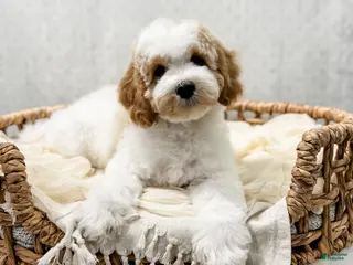 Cavapoo dogs for sale: River - Ad 2