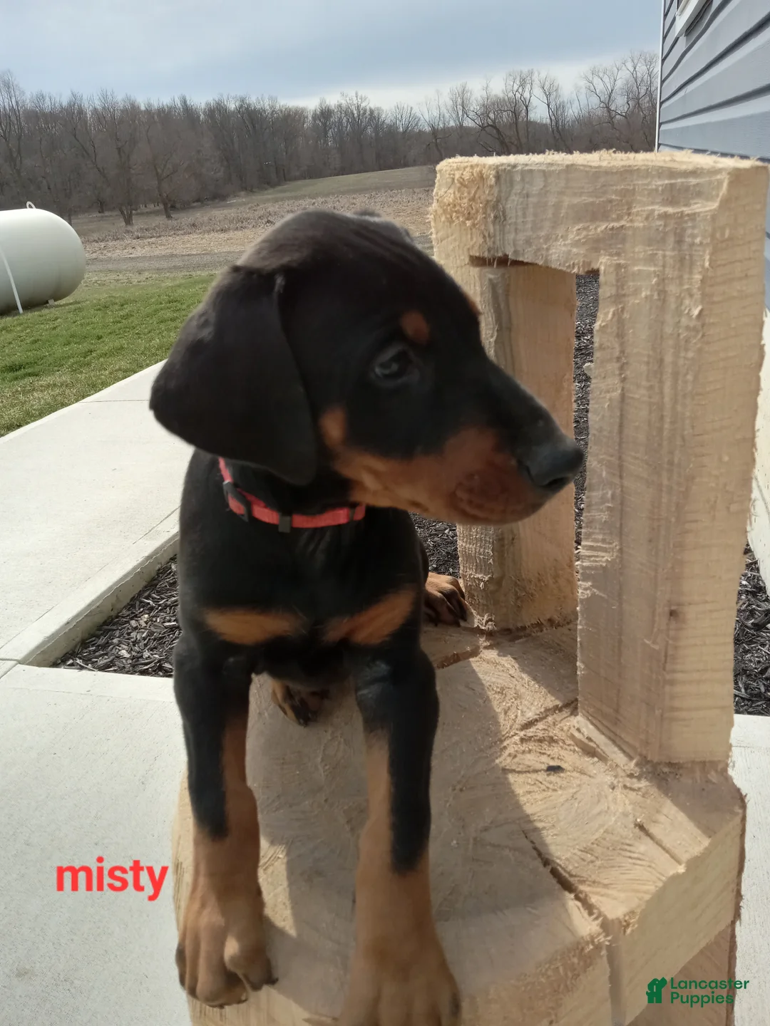 Doberman Pinscher dogs for sale: Misty - Ad 2