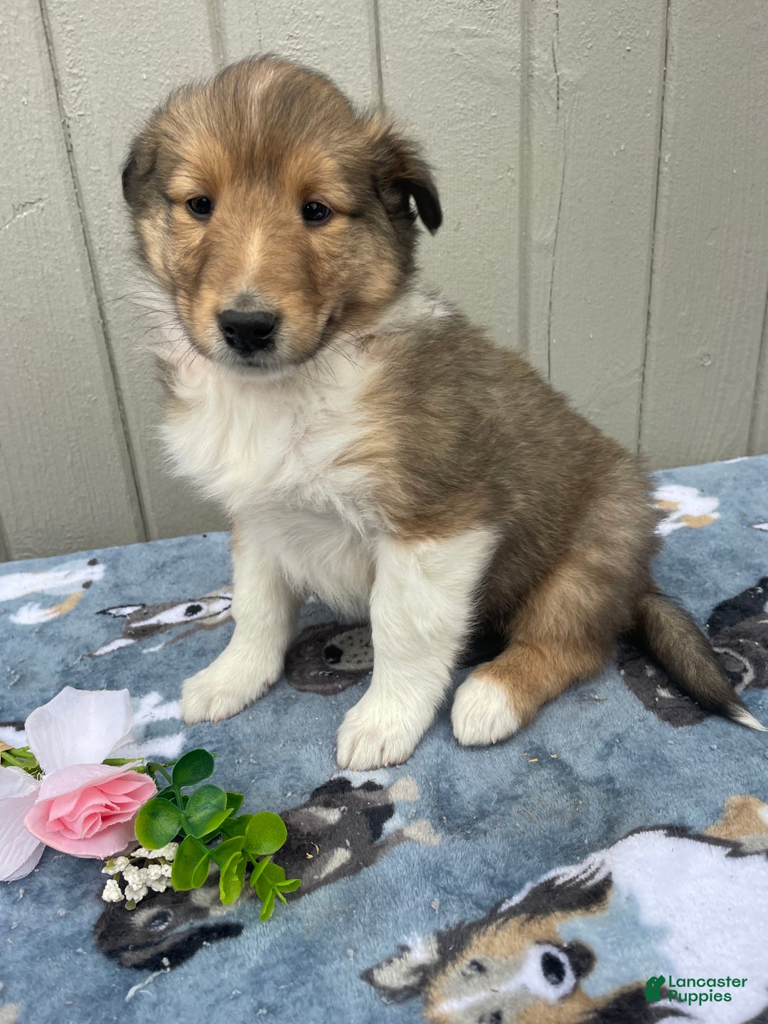 Collie dogs for sale: Cara - Ad 2