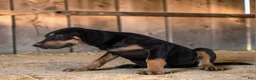 Catahoula Leopard Dog dogs for sale: MS 2026 Male 3 - Ad 3