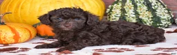 Havapoo dogs for sale: Davis - Ad 4