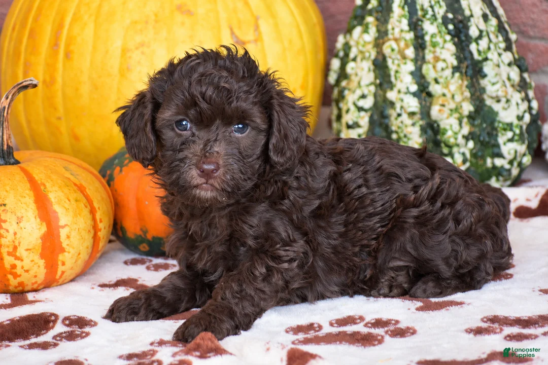Havapoo dogs for sale: Davis - Ad 4