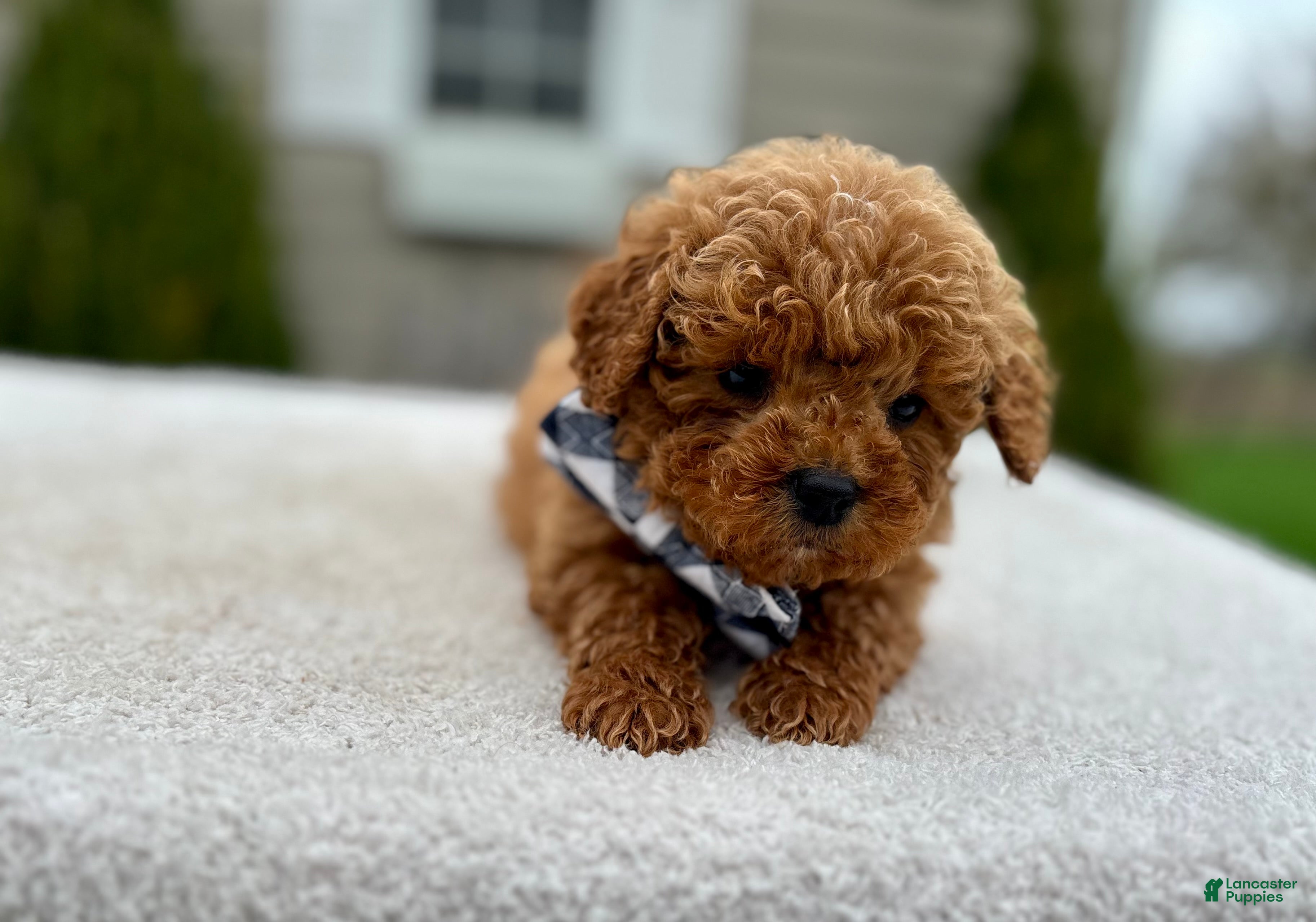 Mini Goldendoodle dogs Louis - Ad 11