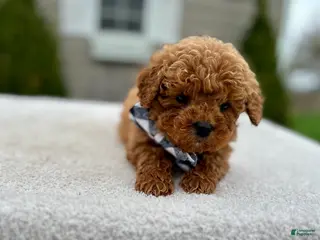 Mini Goldendoodle dogs Louis - Ad 11