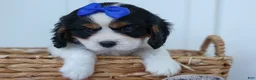 Cavalier King Charles Spaniel dogs for sale: Walker 🩵 - Ad 5