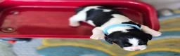 English Springer Spaniel dogs for sale: Marshal  - Ad 4
