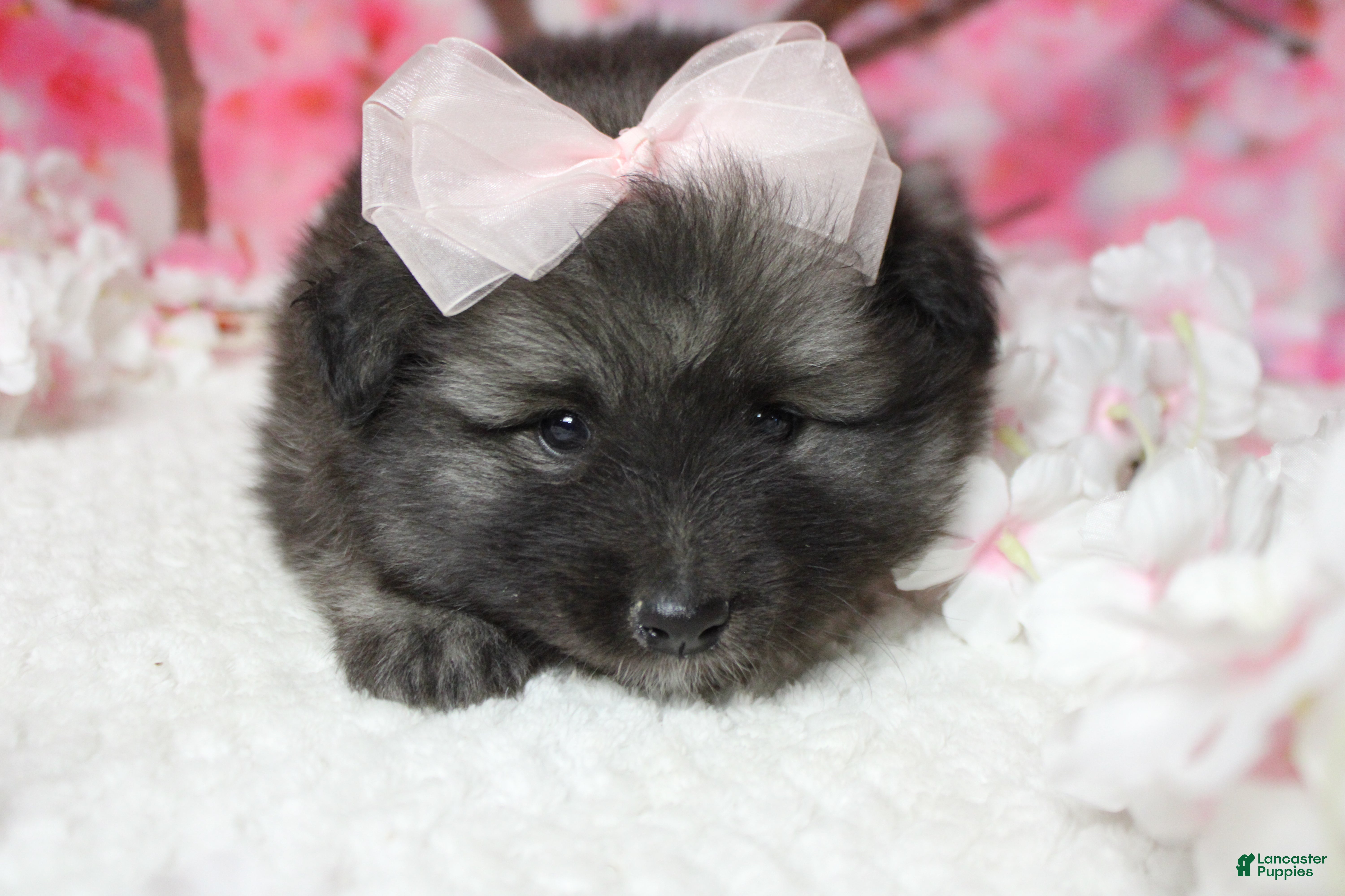 Keeshond dogs Anna - Ad 4