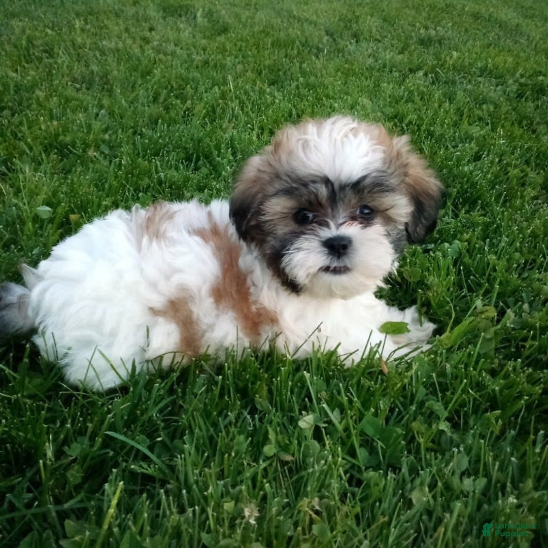 Gallery Image {{count}}