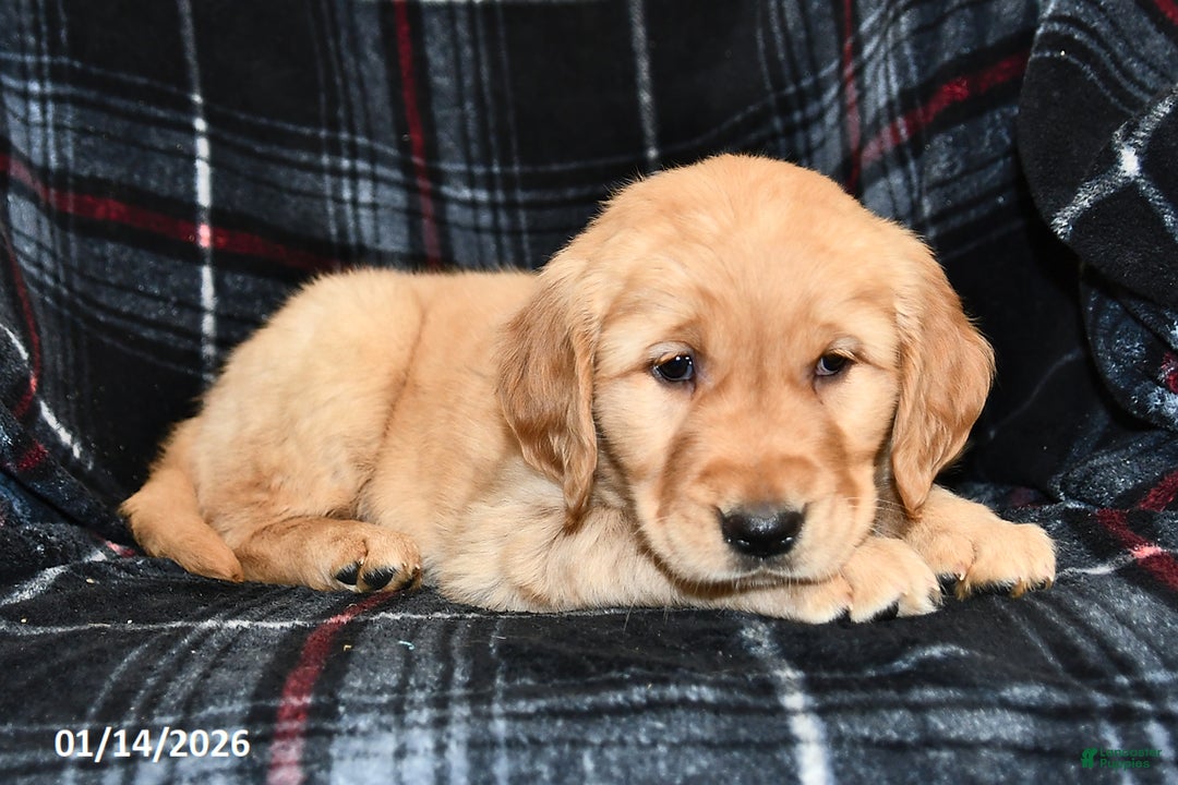 Golden Retriever dogs for sale: Tina - Ad 1