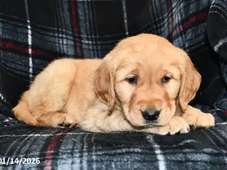 Golden Retriever dogs Tina - Ad 42