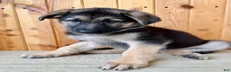German Shepherd dogs for sale: Pippa - Ad 3