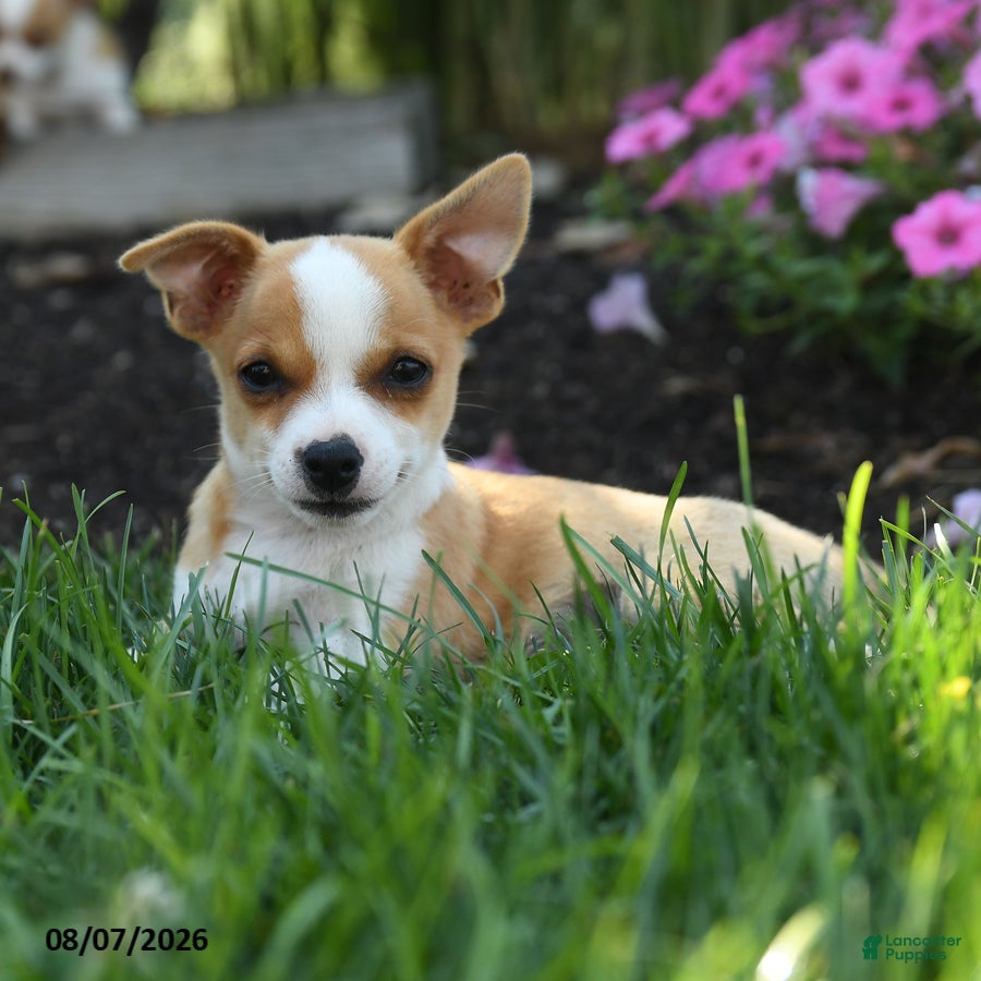 Chihuahua dogs Noland - Ad 2