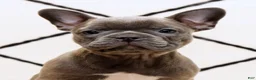 Frenchton dogs for sale: Bethany - Ad 9