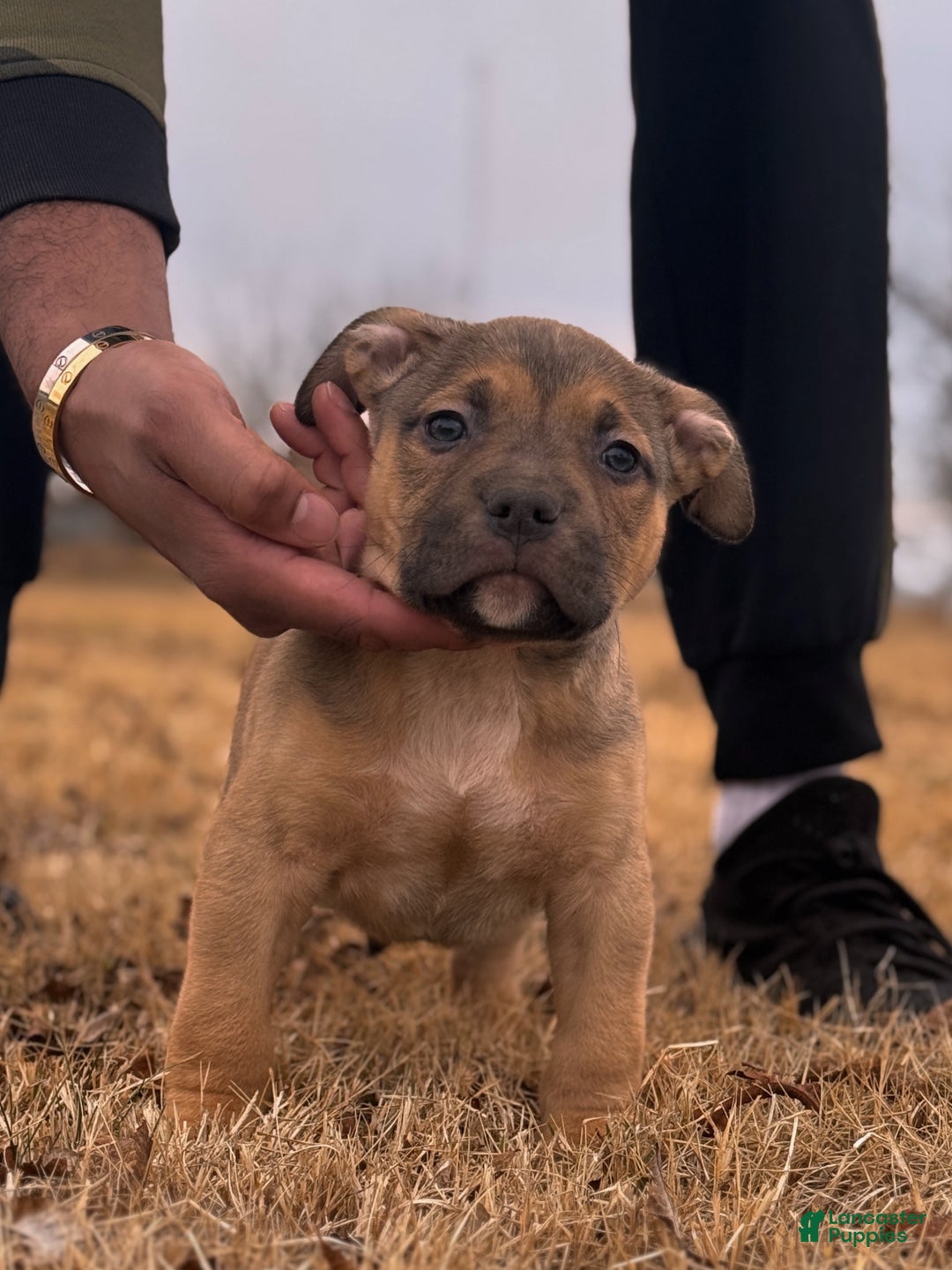 American Bully dogs for sale: Rocky  - Ad 4