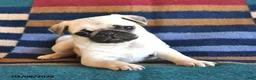 Pug dogs for sale: Rusty - Ad 1