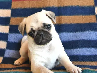 Pug dogs for sale: Rusty - Ad 1