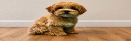 Maltipoo dogs for sale: We have 3 beautiful Maltipoo boys - Ad 5