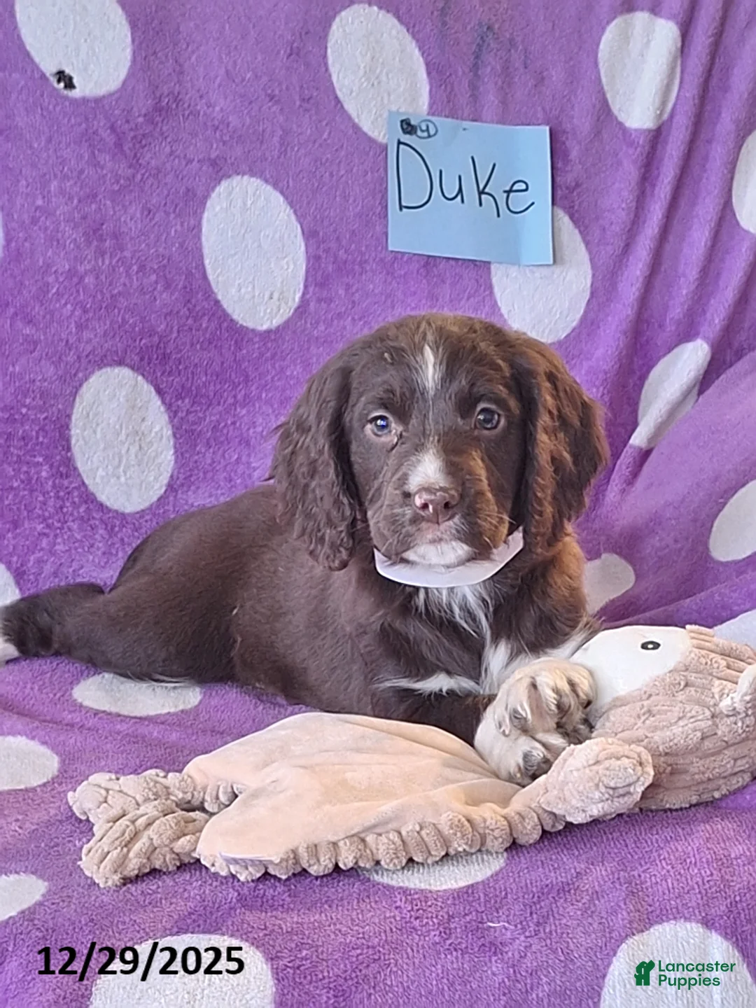 English Springer Spaniel dogs for sale: Duke - Ad 3