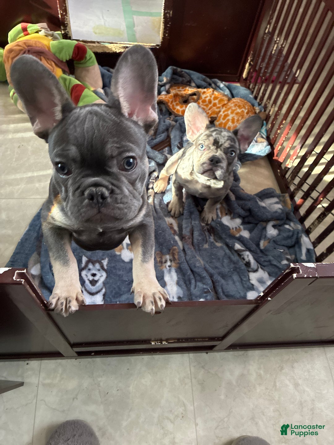 French Bulldog dogs for sale: Armani - Ad 4